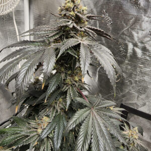 7 Marshmallows (Black Marshmallow x 7 Ghosts) 6 Feminized Seeds