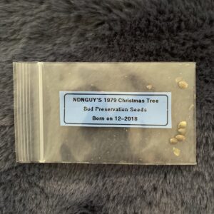 Useful Seeds' 1979 Xmas Tree Bud F2 7 Regular Seeds