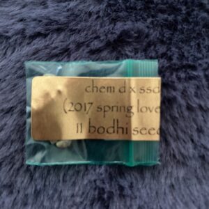 Chem D × Sunshine Daydream 11 Regular Seeds