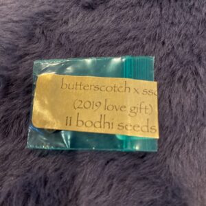 Butterscotch x Sunshine Daydream 11 Regular Seeds