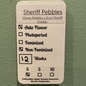 Wicked Pissah Sheriff Pebbles Auto F1 3 Feminized Autoflower Seeds