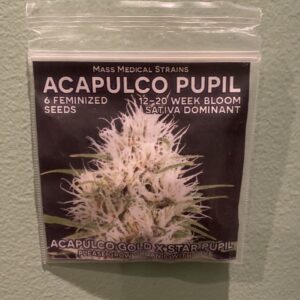 Mass Medical Strains Acapulco Pupil 6 Feminized Seeds
