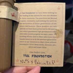 Ital Foundation NL#5 x Platinum Pie F2 10 Regular Seeds