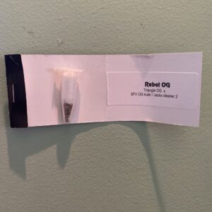 Mota Rebel Rebel OG 10 Regular Seeds