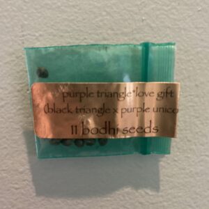 Bodhi Seeds Purple Triangle 11 Regular Seeds