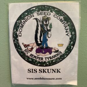 Dominion Seed Company Sis Sunk 10 Regular Seeds