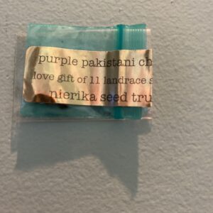 Bodhi Seeds Purple Pakistani Chitral 11 Regular Seeds