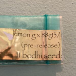 Bodhi Seeds Lemon G x 88g13hp 11 Regular Seeds