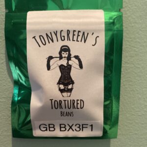 Tonygreen's Tortured Beans Gorilla Bubble Bx3f1 13 Regular Seeds