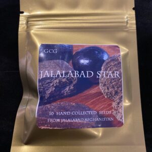 Golden Coast Genetics Jalalabad Star Afghan Landrace 10 Regular Seeds