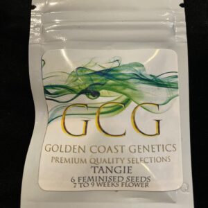 Golden Coast Genetics Tangie 6 Feminized Seeds