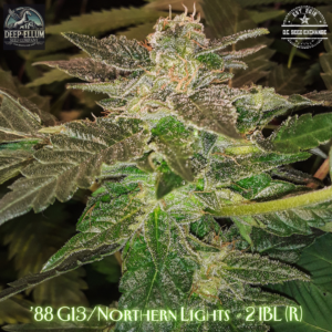 G13/Northern Lights #2 IBL 10 Regular Seeds