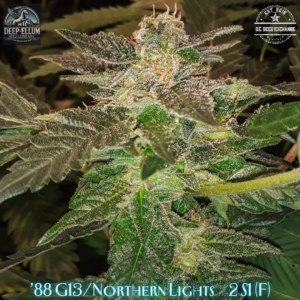 G13/Northern Lights #2 S1 6 Feminized Seeds