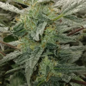 91 Berries F1 Auto 3 Feminized Autoflower Seeds