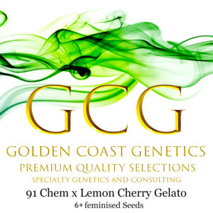 91 Chem x Lemon Cherry Gelato S1 6 Feminized Seeds