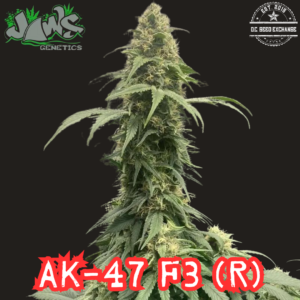 AK-47 F4 (Colombian x Mexican x Thai x Afghani) 12 Regular Seeds