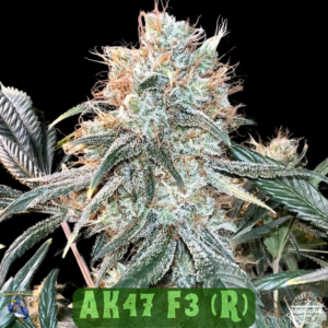 AK-47 F3 10 Regular Seeds