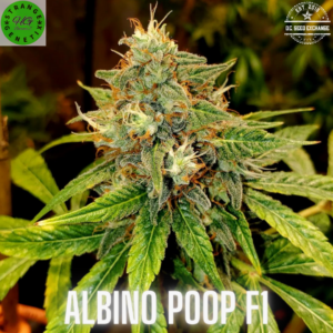 Albino Poop F1 (Unicorn Poop x White Widow) 10 Regular Seeds