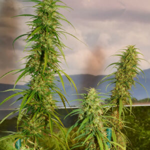 Acapulco Gold 13 Regular Seeds