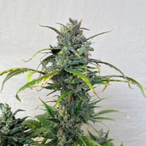 Ace Of Spades F1 Auto (Coal Miner's Daughter x Sindica) 3 Feminized Autoflower Seeds