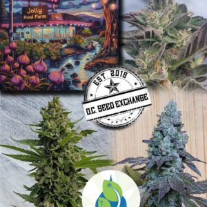 Afghan Grove F1 (Garlic Grove x White Afghani 3A) 3 Feminized Seeds