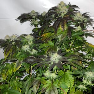Afghani Windz F1 (Tresdawg x [Bubba Katsu x Black GMO]) 11 Regular Seeds