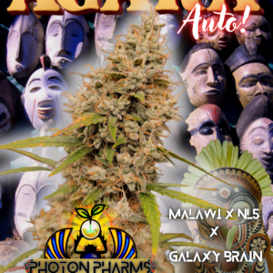 Agara Auto 5 Feminized Autoflower Seeds
