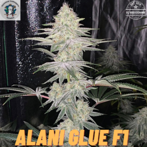 Alani Glue F1 (GG4 x Alani Skunk) 6 Feminized Seeds