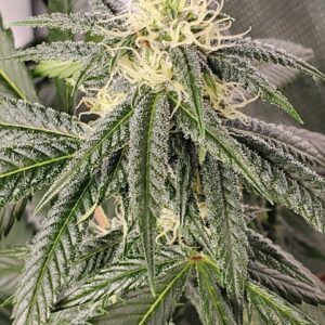 Alani Island F1 (Staten Island Chem x Alani Skunk) 6 Feminized Seeds