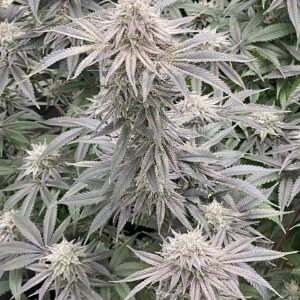 Alani Skunk BX (Pulani [Putang x Alani Skunk] xAlani Skunk) 6 Feminized Seeds