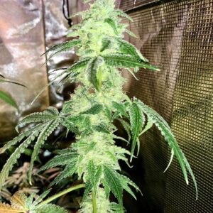 Alani Skunk S1 6 Feminized Seeds