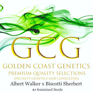 Albert Walker x Biscotti Sherbert S1 6 Feminized Seeds