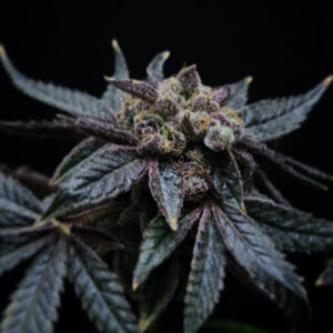 Aliens and Milk (Tahoe Alien x Angels Milk) 6 Feminized Seeds