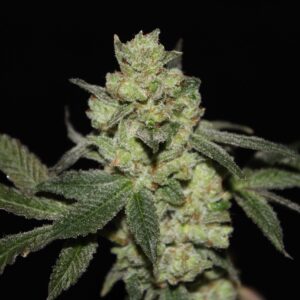 Almond Milk F1 11 Regular Seeds