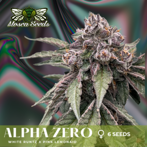 Alpha Zero S1 (White Runtz x Pink LemonAid) 6 Feminized Seeds