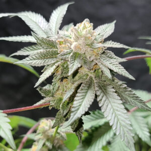 Amber Peach (Angels Milk 17 x Peaches N Chem) 10 Regular Seeds