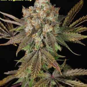 Anaphylaxis F1 (Peanut Butter Breath x Deadly Sativa) 7 Feminized Seeds
