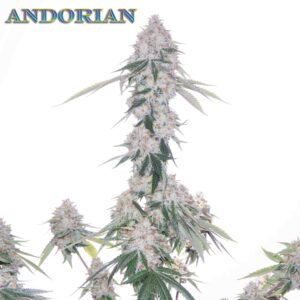 Andorian F1 (Blue Dream ‘Santa Cruz’ x Romulan) 12 Regular Seeds