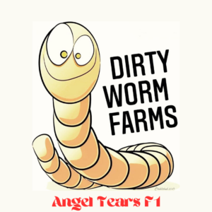 Angel Tears F1 20 Regular Seeds