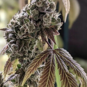 Anthony Bourdank F1 (Kitchen Sink x OG Magnum) 10 Regular Seeds
