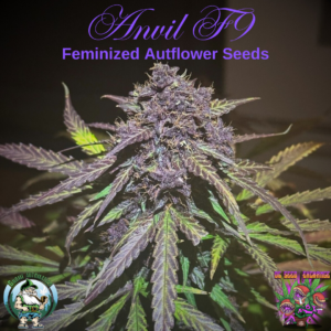 Anvil F9 Auto 3 Feminized Autoflowering Seeds