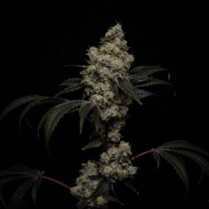 Apple Burger (Fried Applez #2 x Cherry Burger #2) 10 Regular Seeds