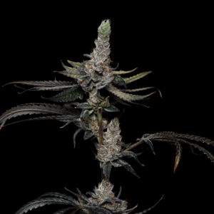 Apple Junky (Fried Applez #2 x Cap Junky) 10 Regular Seeds