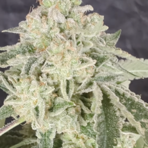 ApriComa #5 F3 S1 10 Feminized Seeds