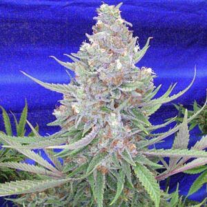 Space Queen Remix F1 (Space Queen XX x Space Dude) 5 Regular Seeds