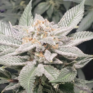 Asha'man F1 (Blueberry Indica x Platinum Kush) 6 Feminized Seeds