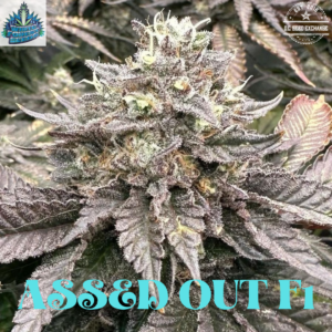 Assed Out F1 (Chemdog D x Ice Cream Cake) 6 Feminized Seeds