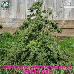 Australian Bastard Cannabis (ABC) Inbred Line 10 Regular Seeds