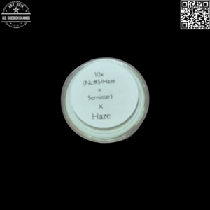 Todd McCormick's Authentic Genetics (NL#5/Haze x Senistar) x Haze 10 Regular Seeds