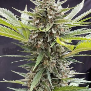 Auto Maiden F4 10 Feminized Autoflower Seeds